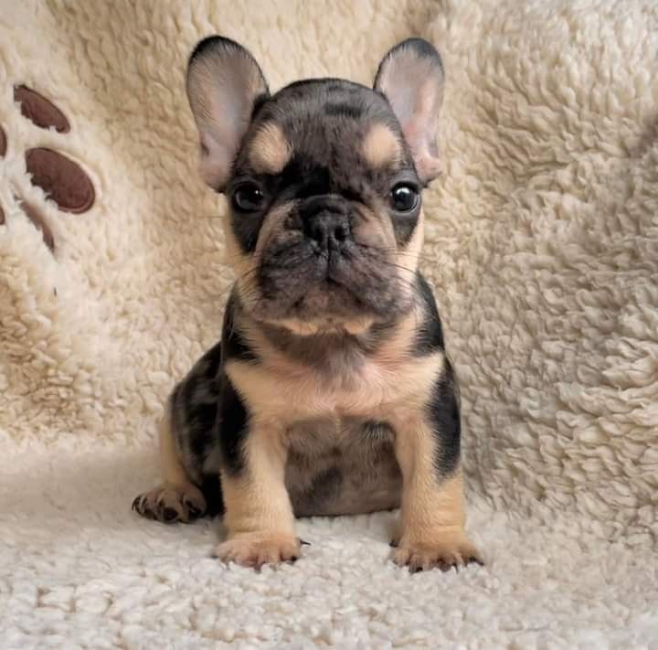 Sushi of royal french kennel (Sans Affixe)